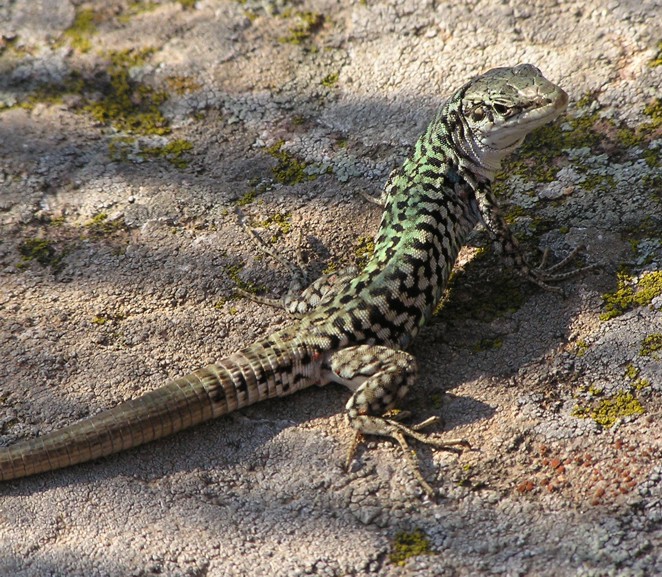 Podarcis siculus ssp.caporiaccoi